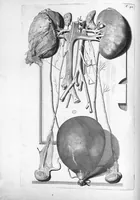 An illustration from Anatomia humani corporis, centum et quinque tabulis, per artificiosiss. G. de Lairesse ad vivum delineatis, demonstrata ... (1685)