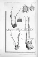 An illustration from Anatomia humani corporis, centum et quinque tabulis, per artificiosiss. G. de Lairesse ad vivum delineatis, demonstrata ... (1685)