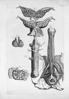 Picture 21 of 38 from Anatomia humani corporis, centum et quinque tabulis, per artificiosiss. G. de Lairesse ad vivum delineatis, demonstrata ... (1685), leaf 114