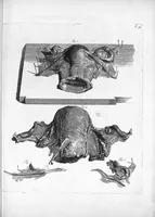 An illustration from Anatomia humani corporis, centum et quinque tabulis, per artificiosiss. G. de Lairesse ad vivum delineatis, demonstrata ... (1685)