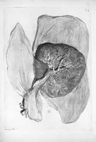 Picture 24 of 38 from Anatomia humani corporis, centum et quinque tabulis, per artificiosiss. G. de Lairesse ad vivum delineatis, demonstrata ... (1685), leaf 140