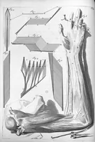 An illustration from Anatomia humani corporis, centum et quinque tabulis, per artificiosiss. G. de Lairesse ad vivum delineatis, demonstrata ... (1685)