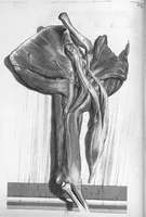 Picture 26 of 38 from Anatomia humani corporis, centum et quinque tabulis, per artificiosiss. G. de Lairesse ad vivum delineatis, demonstrata ... (1685), leaf 154