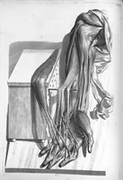 Picture 27 of 38 from Anatomia humani corporis, centum et quinque tabulis, per artificiosiss. G. de Lairesse ad vivum delineatis, demonstrata ... (1685), leaf 158
