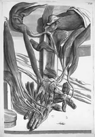 Picture 28 of 38 from Anatomia humani corporis, centum et quinque tabulis, per artificiosiss. G. de Lairesse ad vivum delineatis, demonstrata ... (1685), leaf 161