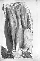 Picture 29 of 38 from Anatomia humani corporis, centum et quinque tabulis, per artificiosiss. G. de Lairesse ad vivum delineatis, demonstrata ... (1685), leaf 177
