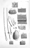 Picture 4 of 38 from Anatomia humani corporis, centum et quinque tabulis, per artificiosiss. G. de Lairesse ad vivum delineatis, demonstrata ... (1685), leaf 18