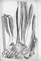 An illustration from Anatomia humani corporis, centum et quinque tabulis, per artificiosiss. G. de Lairesse ad vivum delineatis, demonstrata ... (1685)