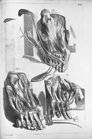 An illustration from Anatomia humani corporis, centum et quinque tabulis, per artificiosiss. G. de Lairesse ad vivum delineatis, demonstrata ... (1685)