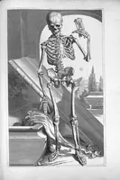 An illustration from Anatomia humani corporis, centum et quinque tabulis, per artificiosiss. G. de Lairesse ad vivum delineatis, demonstrata ... (1685)