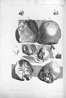 An illustration from Anatomia humani corporis, centum et quinque tabulis, per artificiosiss. G. de Lairesse ad vivum delineatis, demonstrata ... (1685)