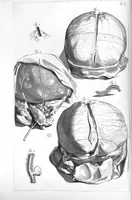 An illustration from Anatomia humani corporis, centum et quinque tabulis, per artificiosiss. G. de Lairesse ad vivum delineatis, demonstrata ... (1685)