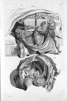 An illustration from Anatomia humani corporis, centum et quinque tabulis, per artificiosiss. G. de Lairesse ad vivum delineatis, demonstrata ... (1685)