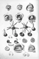 An illustration from Anatomia humani corporis, centum et quinque tabulis, per artificiosiss. G. de Lairesse ad vivum delineatis, demonstrata ... (1685)