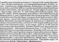 Picture 12 of 38 from Anatomia humani corporis, centum et quinque tabulis, per artificiosiss. G. de Lairesse ad vivum delineatis, demonstrata ... (1685), leaf 51