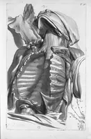 An illustration from Anatomia humani corporis, centum et quinque tabulis, per artificiosiss. G. de Lairesse ad vivum delineatis, demonstrata ... (1685)