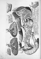 An illustration from Anatomia humani corporis, centum et quinque tabulis, per artificiosiss. G. de Lairesse ad vivum delineatis, demonstrata ... (1685)
