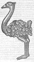 An illustration from Les Oeuvres d'Ambroise Paré,... divisées en vingt huict livres avec les figures et portraicts, tant de l'anatomie que des instruments de chirurgie, et de plusieurs monstres, reveuës et augmentées par l'autheur. Quatriesme Edition. (1585)