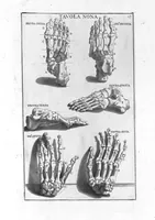 Picture 6 of 29 from Anatomia per uso et intelligenza del disegno ricercata non solo su gl'ossi, e muscoli del corpo humano : ma dimostrata ancora su le statue antiche più insigni di Roma : delineata in più tavole con tutte le figure in varie faccie, e vedute / per istudio della Regia Academia de Francia pittura e scultura sollo la direzzione di Carlo Errard gia direttore di essa in Roma ; preparata su'i cadaveri dal dottor Bernardino Genga ... ; con le spiegazioni et indice del sigr. canonico Gio. Maria Lancisi ... (1691), leaf 16