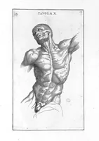 Picture 7 of 29 from Anatomia per uso et intelligenza del disegno ricercata non solo su gl'ossi, e muscoli del corpo humano : ma dimostrata ancora su le statue antiche più insigni di Roma : delineata in più tavole con tutte le figure in varie faccie, e vedute / per istudio della Regia Academia de Francia pittura e scultura sollo la direzzione di Carlo Errard gia direttore di essa in Roma ; preparata su'i cadaveri dal dottor Bernardino Genga ... ; con le spiegazioni et indice del sigr. canonico Gio. Maria Lancisi ... (1691), leaf 18