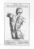 Picture 9 of 29 from Anatomia per uso et intelligenza del disegno ricercata non solo su gl'ossi, e muscoli del corpo humano : ma dimostrata ancora su le statue antiche più insigni di Roma : delineata in più tavole con tutte le figure in varie faccie, e vedute / per istudio della Regia Academia de Francia pittura e scultura sollo la direzzione di Carlo Errard gia direttore di essa in Roma ; preparata su'i cadaveri dal dottor Bernardino Genga ... ; con le spiegazioni et indice del sigr. canonico Gio. Maria Lancisi ... (1691), leaf 21