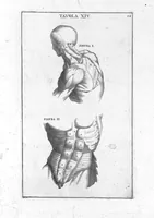 An illustration from Anatomia per uso et intelligenza del disegno ricercata non solo su gl'ossi, e muscoli del corpo humano : ma dimostrata ancora su le statue antiche più insigni di Roma : delineata in più tavole con tutte le figure in varie faccie, e vedute / per istudio della Regia Academia de Francia pittura e scultura sollo la direzzione di Carlo Errard gia direttore di essa in Roma ; preparata su'i cadaveri dal dottor Bernardino Genga ... ; con le spiegazioni et indice del sigr. canonico Gio. Maria Lancisi ... (1691)