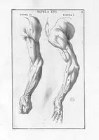 Picture 12 of 29 from Anatomia per uso et intelligenza del disegno ricercata non solo su gl'ossi, e muscoli del corpo humano : ma dimostrata ancora su le statue antiche più insigni di Roma : delineata in più tavole con tutte le figure in varie faccie, e vedute / per istudio della Regia Academia de Francia pittura e scultura sollo la direzzione di Carlo Errard gia direttore di essa in Roma ; preparata su'i cadaveri dal dottor Bernardino Genga ... ; con le spiegazioni et indice del sigr. canonico Gio. Maria Lancisi ... (1691), leaf 27