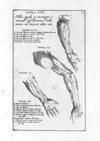 An illustration from Anatomia per uso et intelligenza del disegno ricercata non solo su gl'ossi, e muscoli del corpo humano : ma dimostrata ancora su le statue antiche più insigni di Roma : delineata in più tavole con tutte le figure in varie faccie, e vedute / per istudio della Regia Academia de Francia pittura e scultura sollo la direzzione di Carlo Errard gia direttore di essa in Roma ; preparata su'i cadaveri dal dottor Bernardino Genga ... ; con le spiegazioni et indice del sigr. canonico Gio. Maria Lancisi ... (1691)