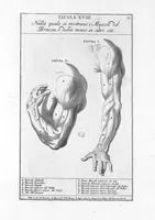 Picture 14 of 29 from Anatomia per uso et intelligenza del disegno ricercata non solo su gl'ossi, e muscoli del corpo humano : ma dimostrata ancora su le statue antiche più insigni di Roma : delineata in più tavole con tutte le figure in varie faccie, e vedute / per istudio della Regia Academia de Francia pittura e scultura sollo la direzzione di Carlo Errard gia direttore di essa in Roma ; preparata su'i cadaveri dal dottor Bernardino Genga ... ; con le spiegazioni et indice del sigr. canonico Gio. Maria Lancisi ... (1691), leaf 30