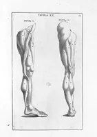 An illustration from Anatomia per uso et intelligenza del disegno ricercata non solo su gl'ossi, e muscoli del corpo humano : ma dimostrata ancora su le statue antiche più insigni di Roma : delineata in più tavole con tutte le figure in varie faccie, e vedute / per istudio della Regia Academia de Francia pittura e scultura sollo la direzzione di Carlo Errard gia direttore di essa in Roma ; preparata su'i cadaveri dal dottor Bernardino Genga ... ; con le spiegazioni et indice del sigr. canonico Gio. Maria Lancisi ... (1691)