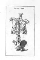 Picture 4 of 29 from Anatomia per uso et intelligenza del disegno ricercata non solo su gl'ossi, e muscoli del corpo humano : ma dimostrata ancora su le statue antiche più insigni di Roma : delineata in più tavole con tutte le figure in varie faccie, e vedute / per istudio della Regia Academia de Francia pittura e scultura sollo la direzzione di Carlo Errard gia direttore di essa in Roma ; preparata su'i cadaveri dal dottor Bernardino Genga ... ; con le spiegazioni et indice del sigr. canonico Gio. Maria Lancisi ... (1691), leaf 6