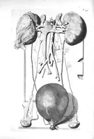 Picture 24 of 64 from The anatomy of human bodies,... containing many new anatomical discoveries and chirurgical observations (1698), leaf 101