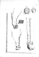 Picture 27 of 64 from The anatomy of human bodies,... containing many new anatomical discoveries and chirurgical observations (1698), leaf 109