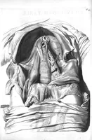 Picture 33 of 64 from The anatomy of human bodies,... containing many new anatomical discoveries and chirurgical observations (1698), leaf 121