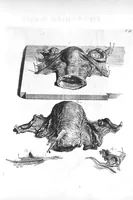 Picture 34 of 64 from The anatomy of human bodies,... containing many new anatomical discoveries and chirurgical observations (1698), leaf 124