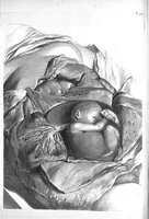 Picture 36 of 64 from The anatomy of human bodies,... containing many new anatomical discoveries and chirurgical observations (1698), leaf 129