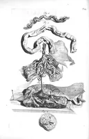 An illustration from The anatomy of human bodies,... containing many new anatomical discoveries and chirurgical observations (1698)