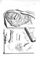 Picture 40 of 64 from The anatomy of human bodies,... containing many new anatomical discoveries and chirurgical observations (1698), leaf 140