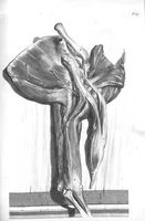 Picture 42 of 64 from The anatomy of human bodies,... containing many new anatomical discoveries and chirurgical observations (1698), leaf 148
