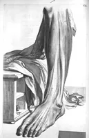Picture 49 of 64 from The anatomy of human bodies,... containing many new anatomical discoveries and chirurgical observations (1698), leaf 177