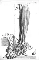 Picture 50 of 64 from The anatomy of human bodies,... containing many new anatomical discoveries and chirurgical observations (1698), leaf 180