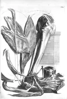 Picture 53 of 64 from The anatomy of human bodies,... containing many new anatomical discoveries and chirurgical observations (1698), leaf 188