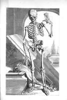 An illustration from The anatomy of human bodies,... containing many new anatomical discoveries and chirurgical observations (1698)