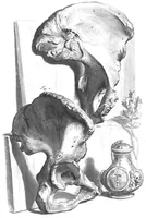 Picture 60 of 64 from The anatomy of human bodies,... containing many new anatomical discoveries and chirurgical observations (1698), leaf 216