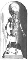 An illustration from The anatomy of human bodies,... containing many new anatomical discoveries and chirurgical observations (1698)
