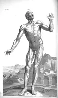 An illustration from The anatomy of human bodies,... containing many new anatomical discoveries and chirurgical observations (1698)