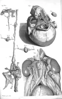 An illustration from The anatomy of human bodies,... containing many new anatomical discoveries and chirurgical observations (1698)