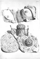 An illustration from The anatomy of human bodies,... containing many new anatomical discoveries and chirurgical observations (1698)