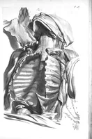 An illustration from The anatomy of human bodies,... containing many new anatomical discoveries and chirurgical observations (1698)