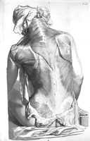 An illustration from The anatomy of human bodies,... containing many new anatomical discoveries and chirurgical observations (1698)